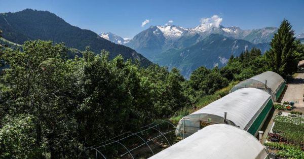 Isère. Les plus hautes serres de France à 1 500 m d'altitude sont... à l'Alpe d'Huez : « On ne s'imagine pas trouver de la lavande en montagne »