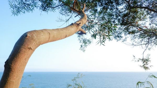 Il s'introduit illégalement chez sa voisine et abat 16 arbres : il voulait dégager sa vue sur l'océan et faire grimper le prix de sa maison