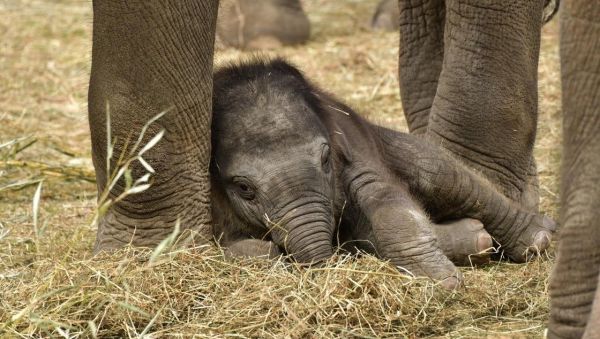 PHOTOS : 2025, une année riche en naissances à Pari Daiza
