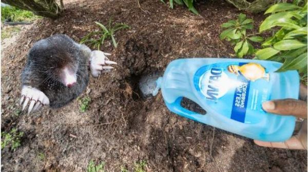 Comment Se Débarrasser des Taupes avec du Liquide Vaisselle