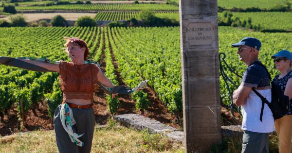 Puligny-Montrachet. 10 ans des climats de Bourgogne : les spectateurs plongent au cœur des vignes à travers la Quête