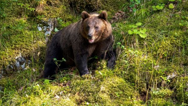 Il n'avait pas vu le panneau demandant de ne pas le nourrir : un motard, mortellement attaqué par ours, retrouvé dans un ravin
