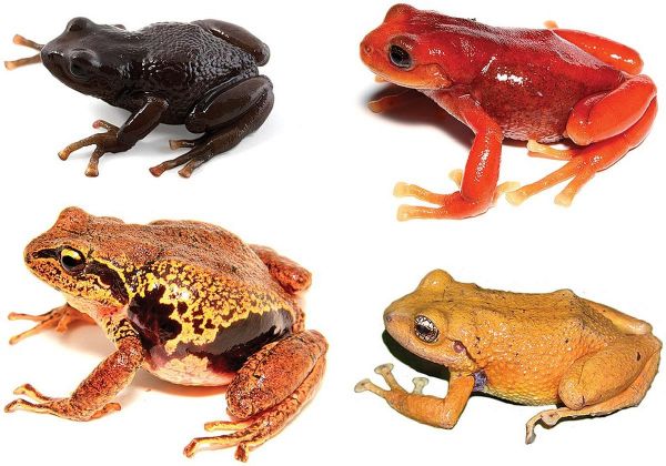 Biodiversité : trois nouvelles espèces de grenouilles découvertes au Pérou