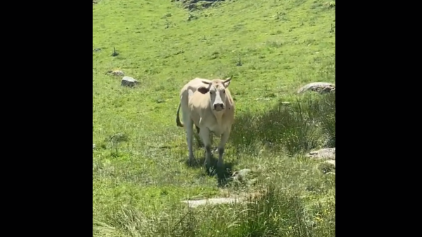« Elle nous fonce dessus » : un randonneur reste coincé près de deux heures en haut d'un pylône pour échapper à une vache