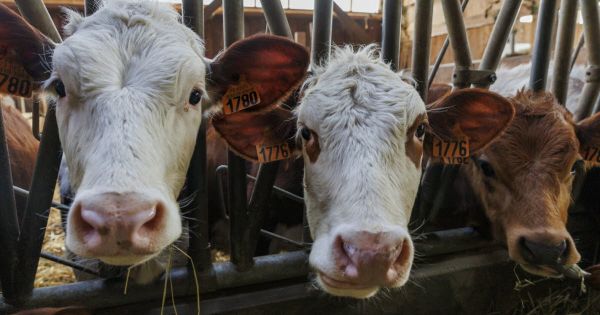 Savoie. Crise de la dermatose nodulaire : un deuxième cas confirmé à Entrelacs