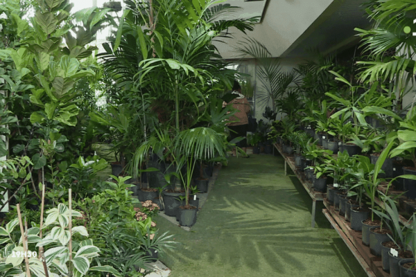 VIDEO. Les Floralies : quand le jardin tient salon à Nouméa