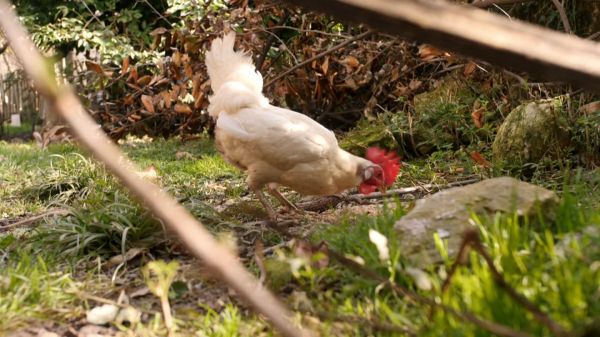 "Il avait le droit de chanter": la voisine qui se plaignait du chant du coq Ricco condamnée à 4.500 euros de dommages et intérêts