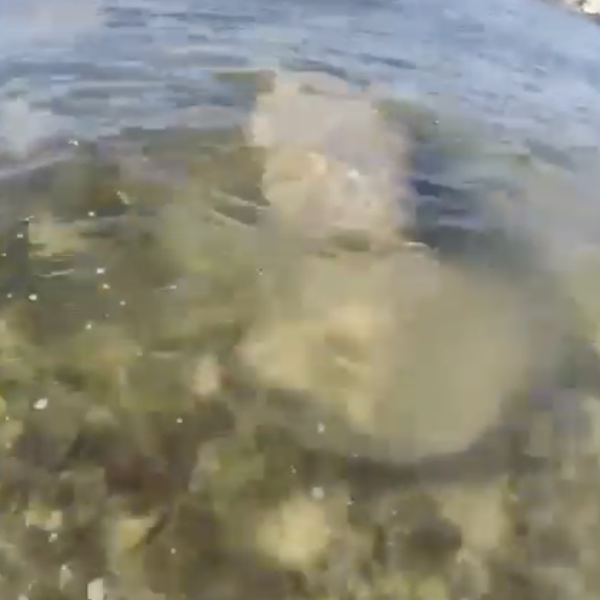 Un lamentin aperçu au Moule en Guadeloupe