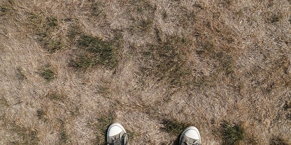 Pelouse qui a séché : 9 astuces de jardinier pour la sauver !