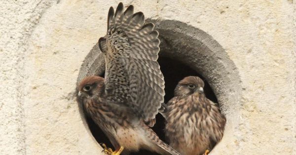 Oiseaux de bonheur. Survol du mois de juin : photos et espèces insolites, bénévoles engagés et portrait de l'été