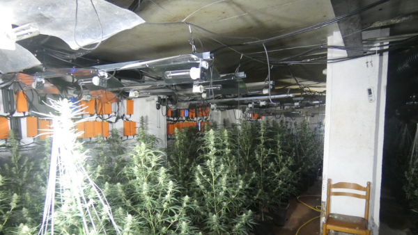 Une consommation électrique anormale, une forte odeur de shit... L'ancien club de prostituées était devenu une ferme à cannabis