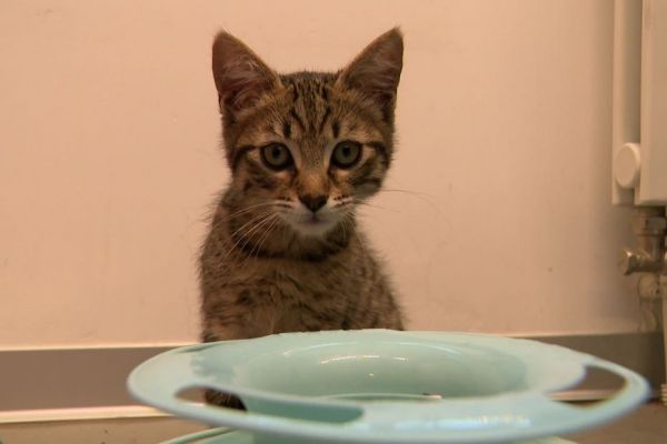 Le petit chaton Cheops nouvelle recrue du commissariat de La Rochelle, adopté pour accompagner les victimes de violences