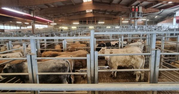 Collonge-en-Charollais. Condamné pour avoir introduit une « bombe à virus » au marché au cadran