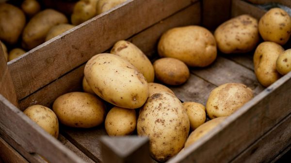En Russie, la pomme de terre est devenue un produit de luxe, symptôme d'une crise agricole profonde