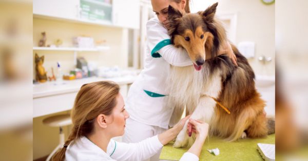 Votre chien peut-il sauver des vies en donnant son sang ?