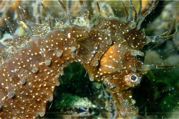 "L'intérêt est de déterminer si oui ou non l'espèce est en danger" : l'hippocampe, star du bassin d'Arcachon, doit être préservé