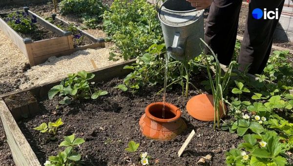 Roland Motte, jardinier : arroser malin pour lutter contre la sécheresse