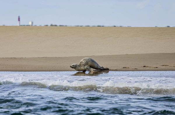 Bassin d'Arcachon : le cadavre d'un jeune phoque retrouvé sur le banc d'Arguin