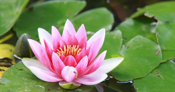 Conseils jardinage. Fleurs, terrasse... Que faire dans votre jardin en juillet ?