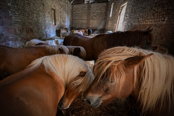 D'âne du pauvre à compagnon des enfants, comment le poney a "sauvé l'équitation"