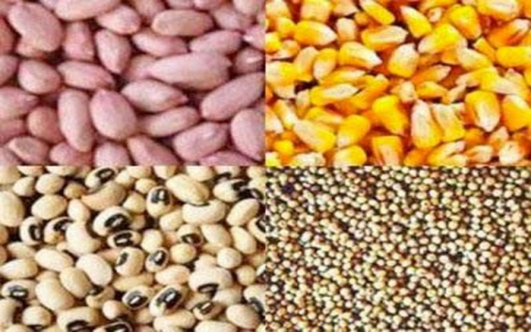 Diourbel-campagne agricole : l'hivernage s'installe, mais les semences se font attendre