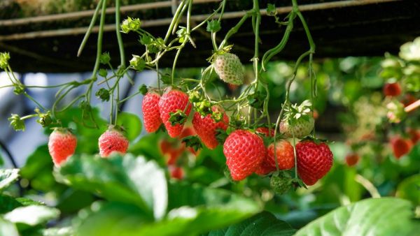 Il s'est noyé dans ses cultures de fraises : un agriculteur meurt en tentant d'irriguer ses cultures avec son étang
