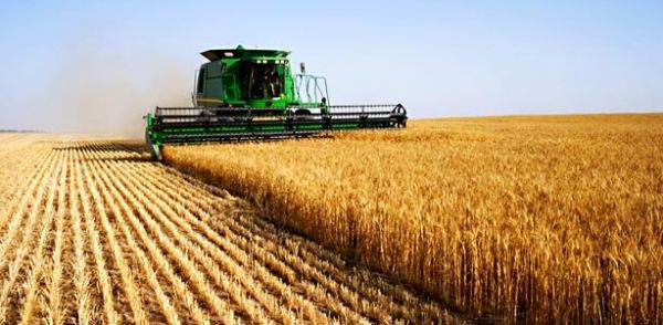 Nabeul : une récolte céréalière en hausse de 20 % en 2025