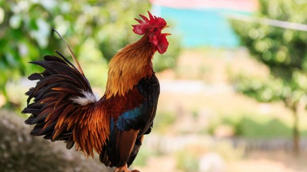Le coq Ricco chantait-il trop fort ? La justice donne tort à la voisine des propriétaires