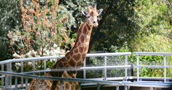 Diaporama. Premier bain de soleil pour les nouvelles girafes du zoo de Mulhouse
