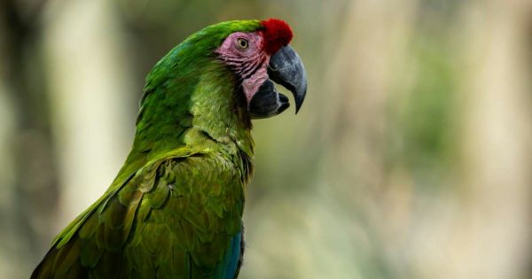 Villars-les-Dombes. Disparu, l'ara militaire du Parc des oiseaux finalement retrouvé ce samedi matin