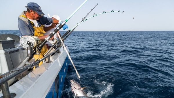 "On nous traite de tueurs, c'est dur" : les petits métiers du précieux thon rouge misent désormais sur une pêche certifiée durable