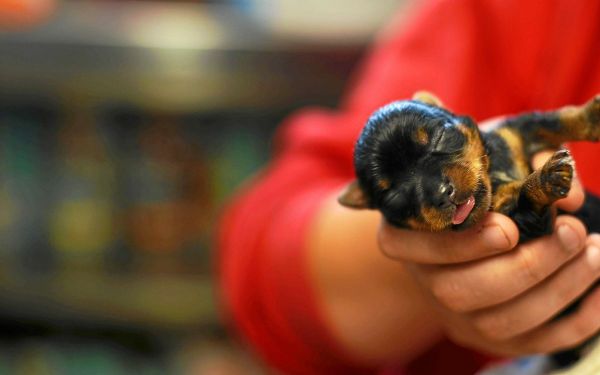 Une portée de chiots, retrouvés dans un sac-poubelle, recueillis par le refuge de Landerneau