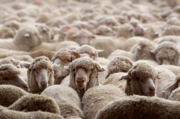 Quand les moutons remplacent la tondeuse : Leroy Merlin lance son « Plan Bêêê »