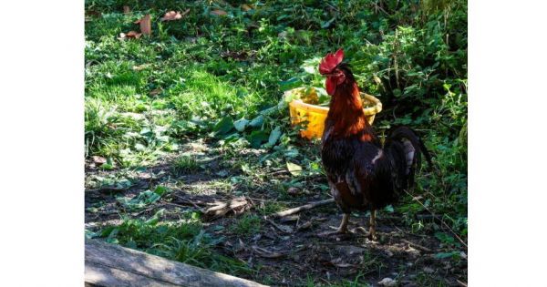 Insolite. Accusé de chanter trop fort, un coq remporte son combat judiciaire à titre posthume