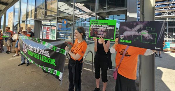 Franche-Comté. Pratiques illégales dans les élevages : L214 cible Leclerc à Houtaud et Dole