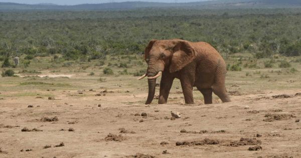 Le safari vire au drame : deux touristes tuées par un éléphant dans un parc national de Zambie