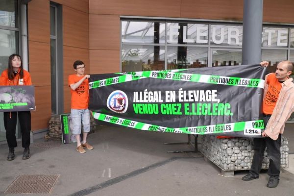 Plusieurs actions de L214 devant les magasins Leclerc pour dénoncer des "pratiques d'élevage illégales”