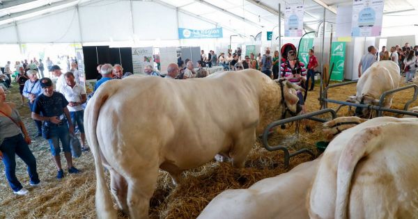 Isère. Dermatose nodulaire : est-ce que les comices agricoles (et la Foire de Beaucroissant) sont menacés ?