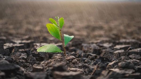 Des plantes populaires en Algérie contre l'Alzheimer et le diabète (étude)