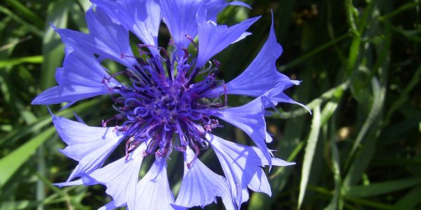 8 fleurs qui tachent et ruineront vos vêtements définitivement !