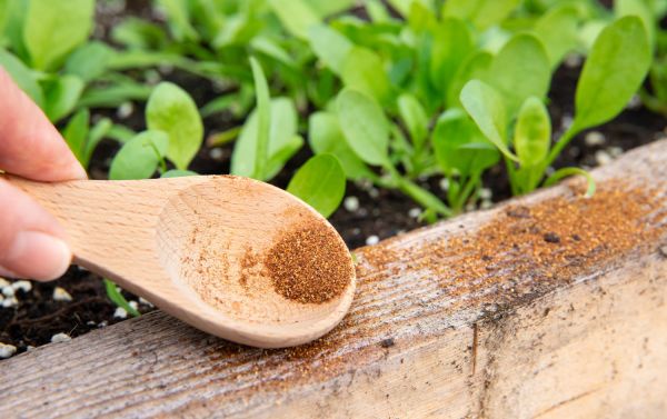 Cette épice vaut de l'or dans le jardin : voici comment utiliser cette astuce de grand-mère sur vos plantes