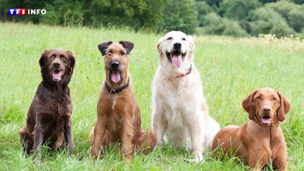 Le saviez-vous : certaines races de chiens sont très anciennes et d'autres (vraiment) très récentes | TF1 INFO