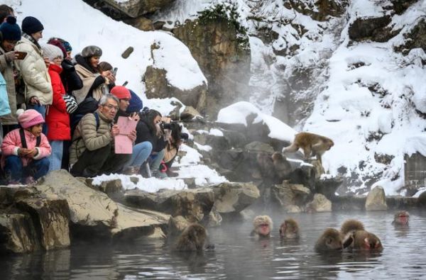 Et l'exemple du Japon prouve que le recul de la présence humaine n'est pas bon pour... la biodiversité