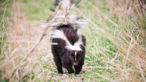 Comment se débarrasser rapidement d'une mouffette qui visite son terrain