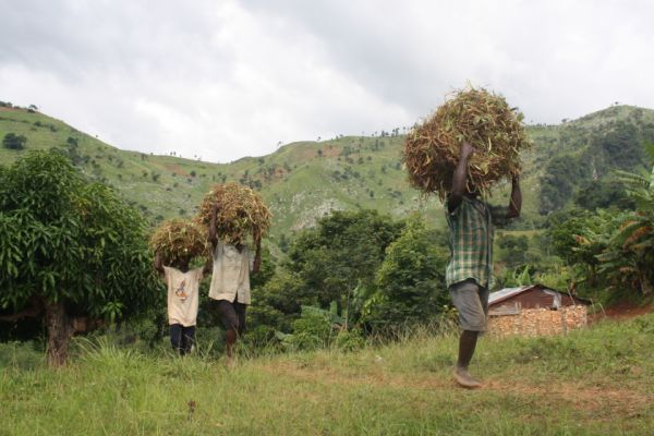 Haïti - Agriculture : Un programme cohérent, sans lendemain, comme tant d'autres