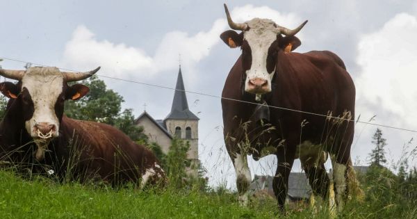 Savoie. Dermatose nodulaire : les contrôles se poursuivent dans les exploitations bovines