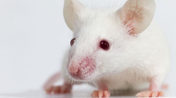 Les lois de la reproduction chamboulées : des souris issues de deux pères ont eu une progéniture