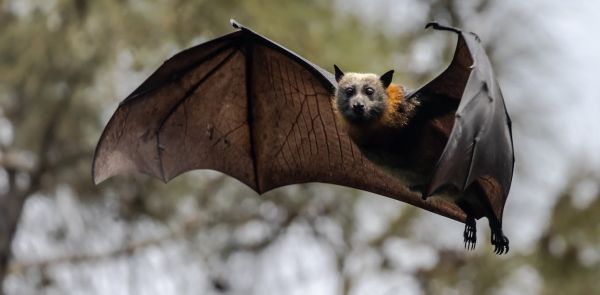 Les lyssavirus, de rares mais mortels virus de chauve-souris