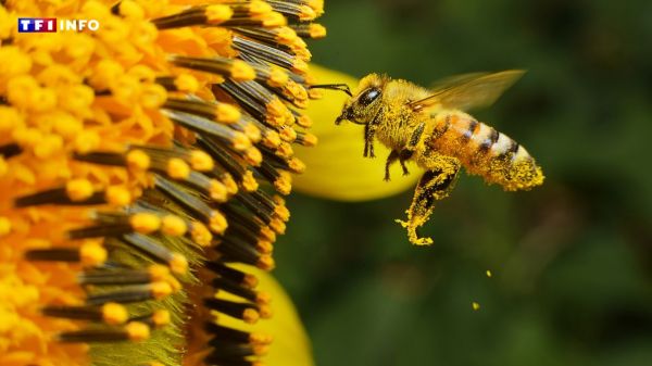 Aurillac : des abeilles attaquent des passants, 3 personnes dans un état grave | TF1 INFO