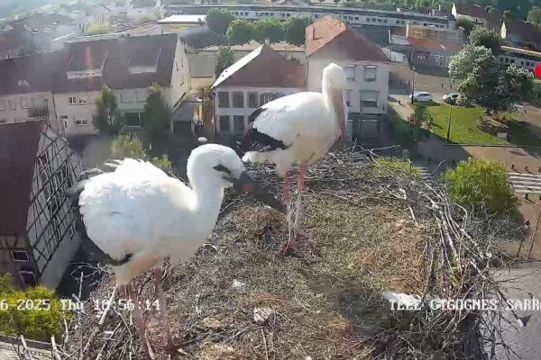 Télé-Cigognes, ours en live et nourrissage de canards : l'engouement pour la nature en streaming
